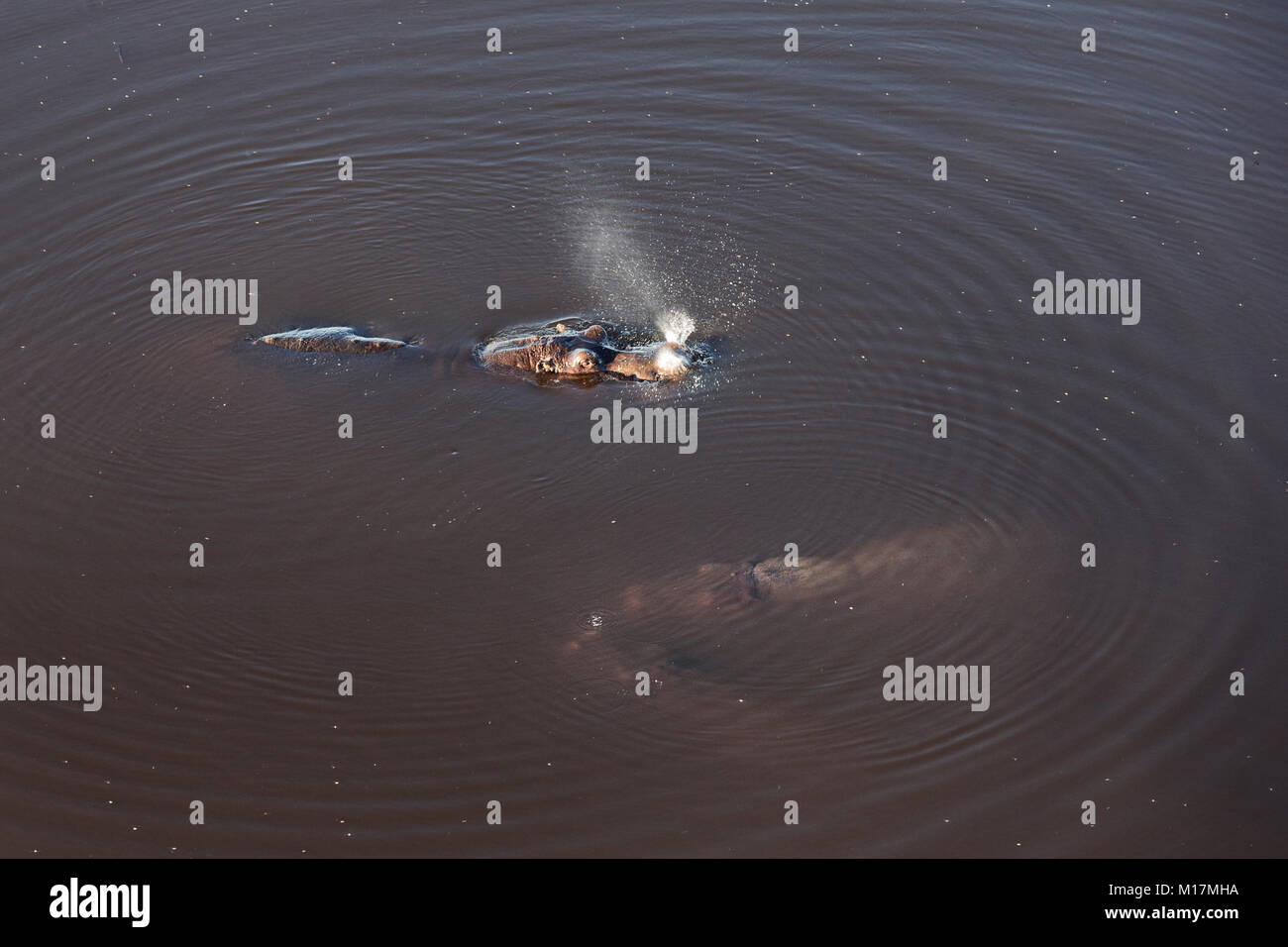 Hippo visto da sopra durante helicopterflight, Khwai, Okavango Delta Botswana, la spruzzatura di acqua a prendere in aria Foto Stock