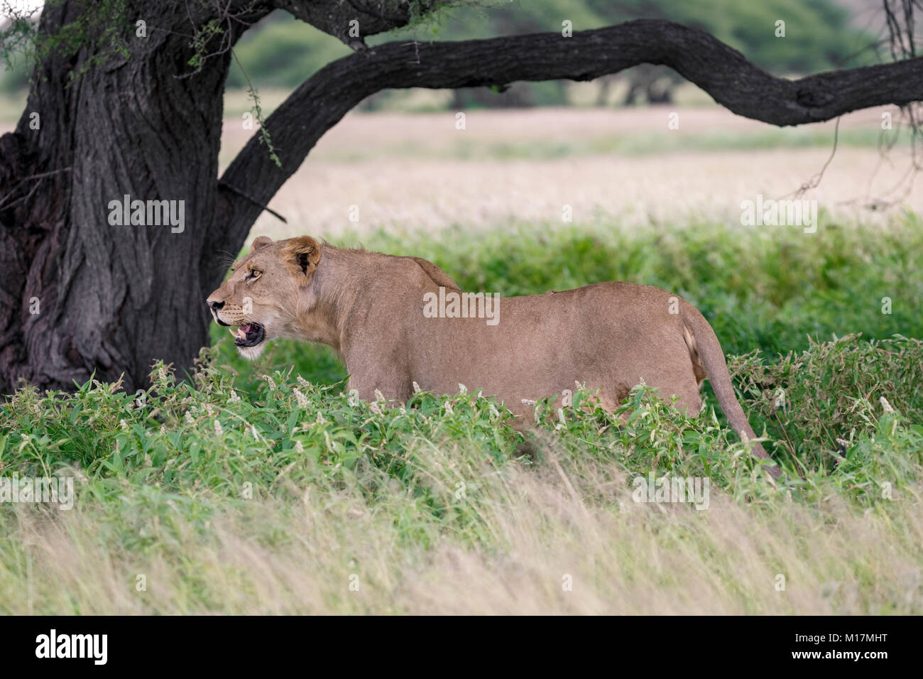 Leonessa in piedi lungo erba verde mentre ansimando e fissando nella Central Kalahari Game Reserve in Botswana Foto Stock