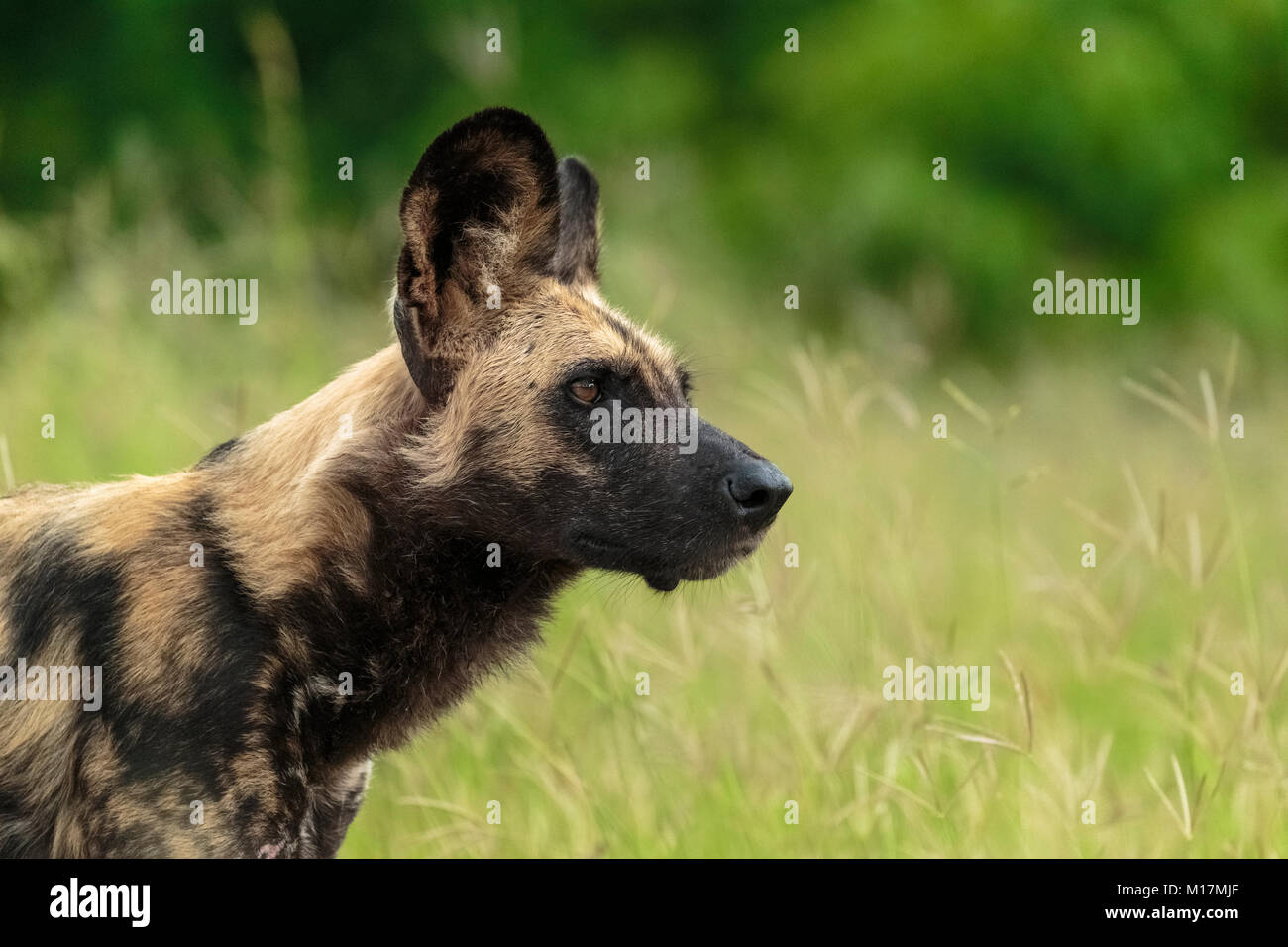Selvatico Africano o cane cane dipinto cercando di cacciare nella stagione delle piogge nel fiume Khwai area Foto Stock