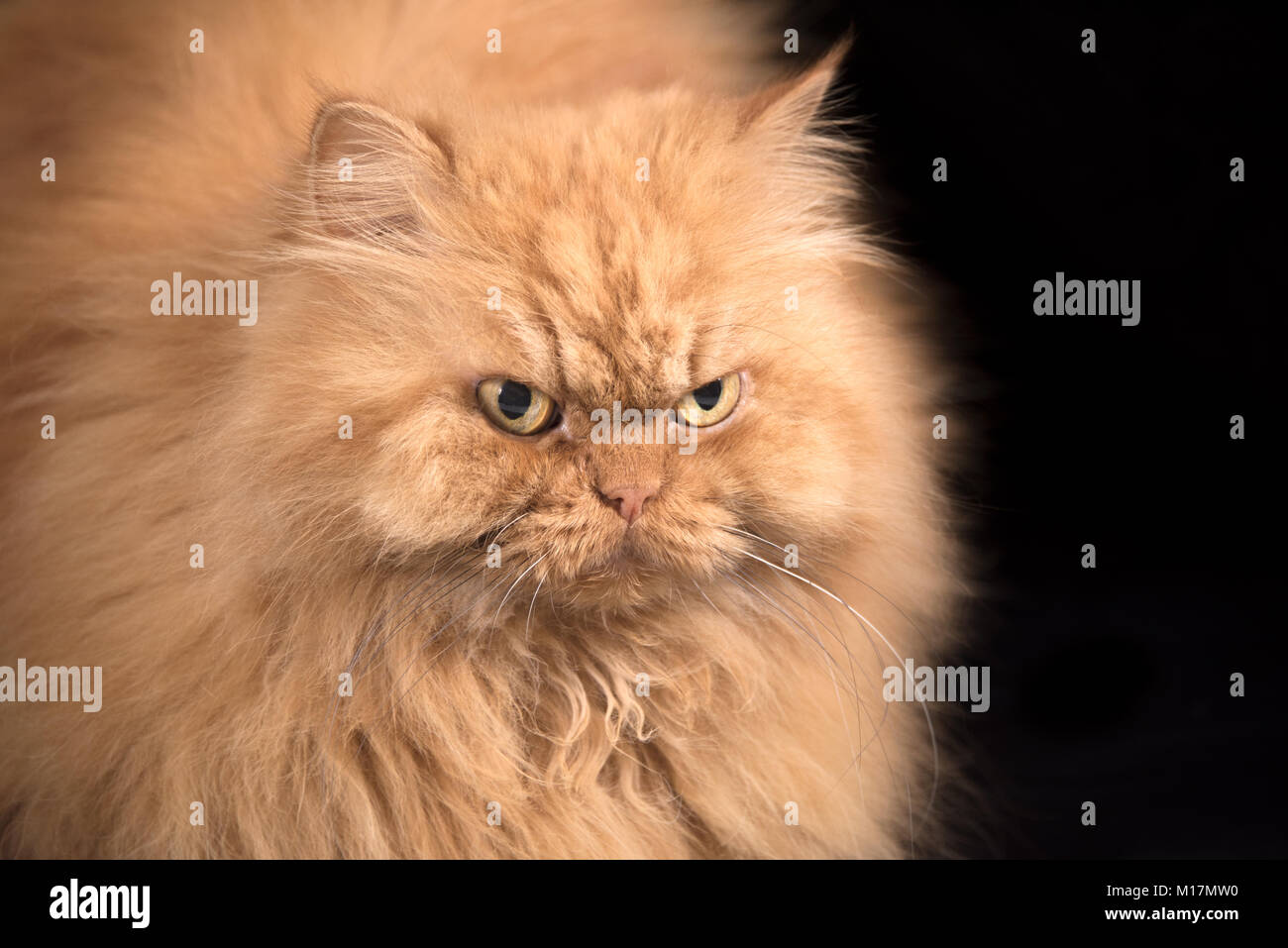 Ritratto di arancione soffice gatto persiano Foto Stock