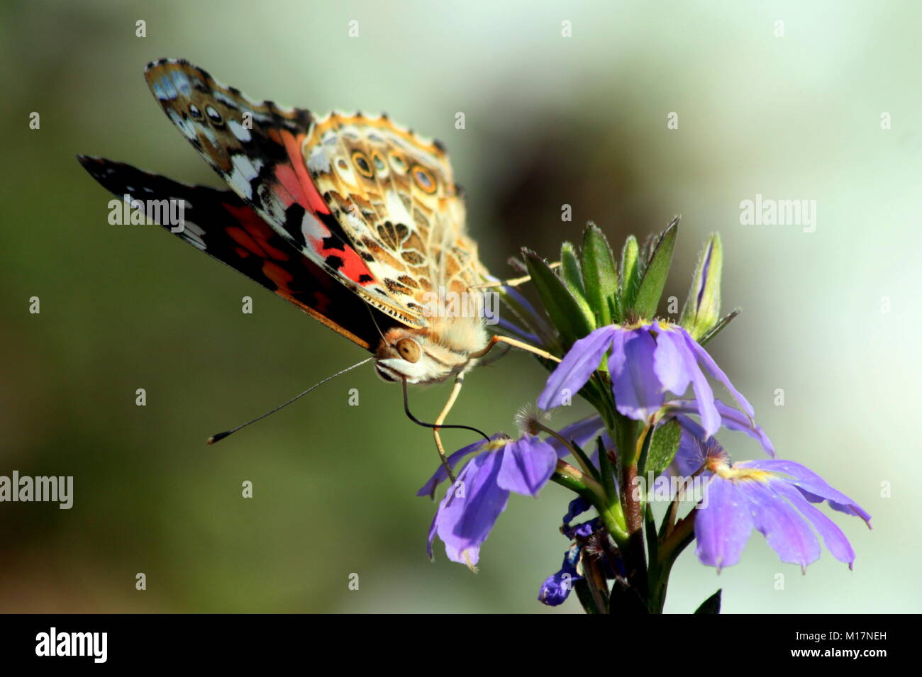 Un gregge di dipinto Lady Farfalle ha mostrato uno agosto per alimentare il nettare dal mio grande stand di Cono giallo fiori. Foto Stock