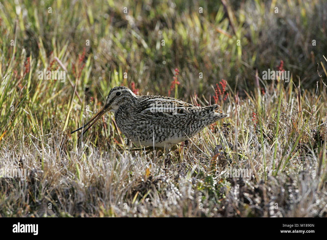 Sud Americana beccaccino Gallinago paraguaiae Isole Falkland Foto Stock