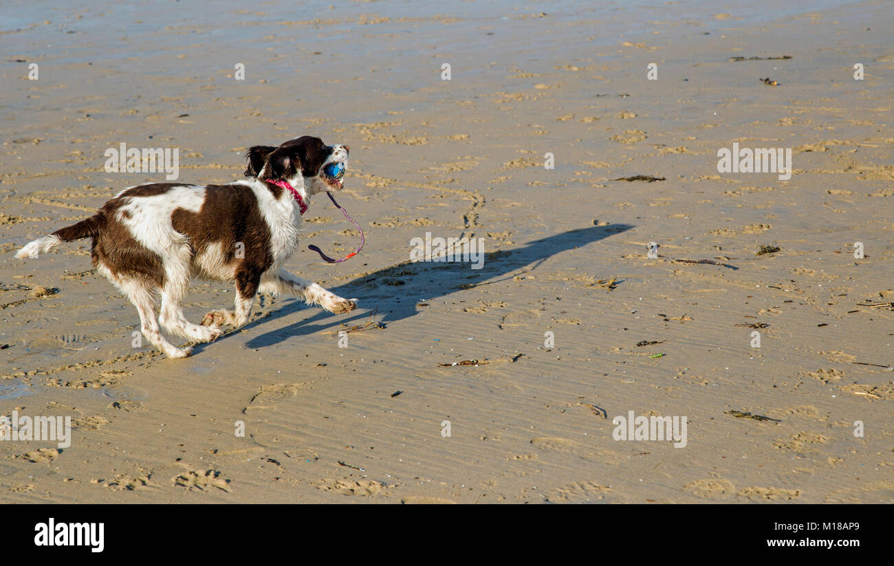 Una Springer Spaniel gioca su una spiaggia di sabbia Foto Stock