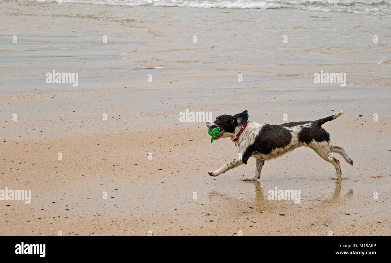 Una Springer Spaniel gioca su una spiaggia di sabbia Foto Stock