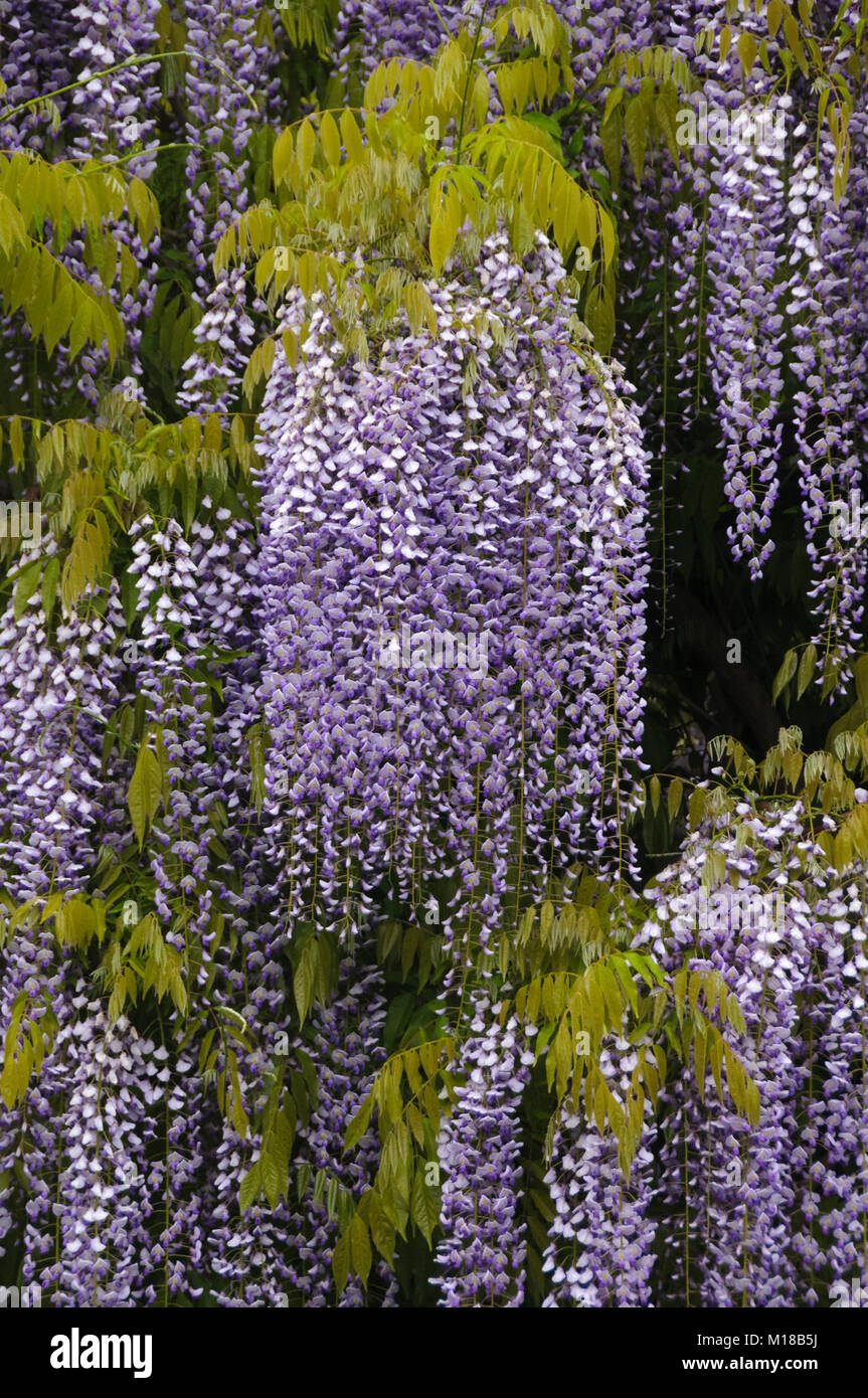 Wisteria sinensis im Hermannshof Weinheim - il glicine fiorito in la Hermannshof Foto Stock