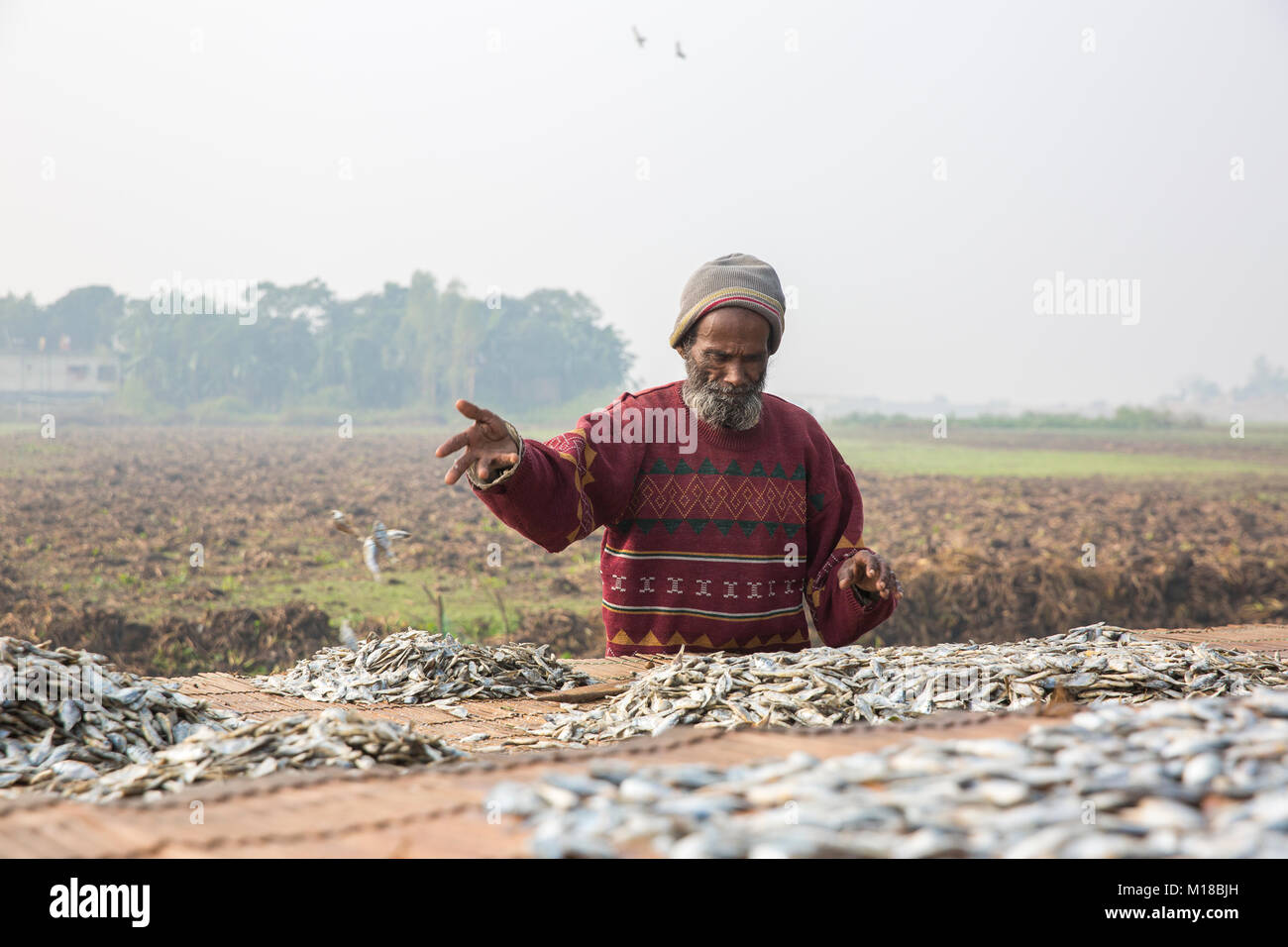 I pesci vengono essiccati sotto il sole a jessore in Bangladesh. Foto Stock