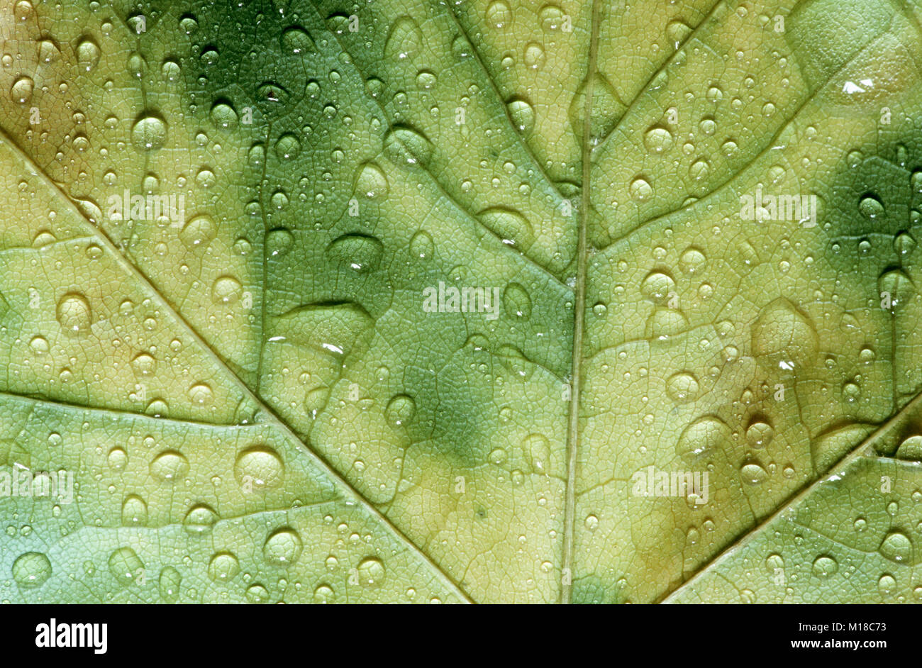 Norvegia Maple Leaf, dettaglio con gocce d'acqua, Renania settentrionale-Vestfalia, Germania / (Acer platanoides) | Spitzahorn, Blattdetail mit Wassertropfen Foto Stock