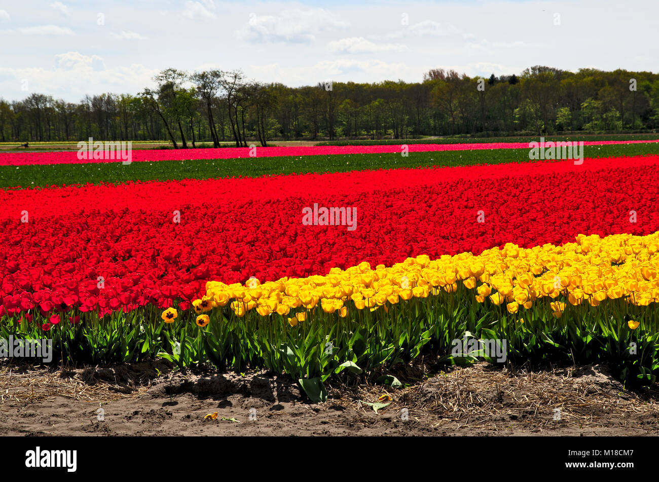 Una vista di un campo di tulipani in fiore fuul nei Paesi Bassi. Foto Stock