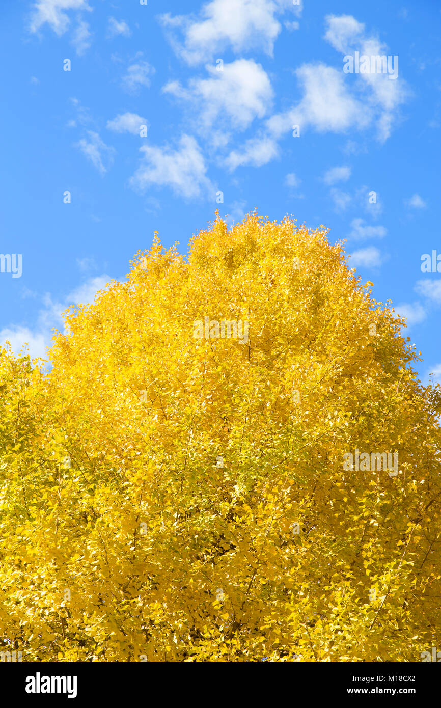 Giallo Ginkgo biloba leaf tree sul cielo blu l'autunno. Foto Stock