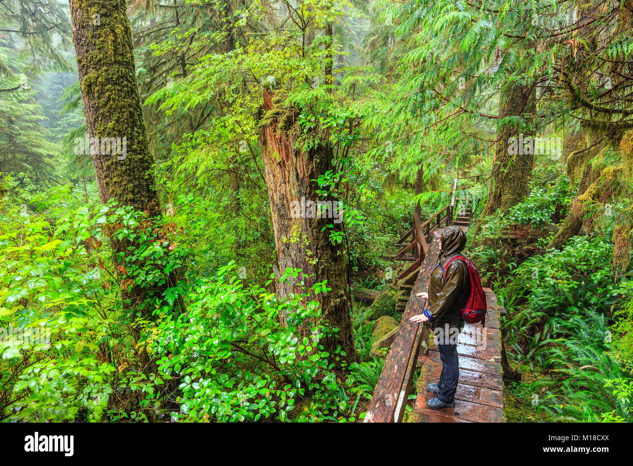 Donna escursionismo il sentiero nella foresta pluviale, Pacific Rim National Park, l'isola di Vancouver, British Columbia, Canada. Foto Stock