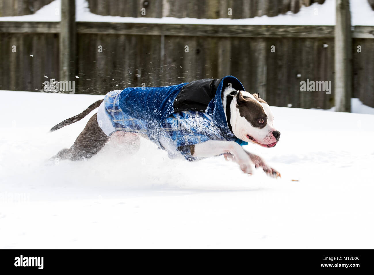 Staffordshire Terrier pit bull cane correre e saltare attraverso la neve Foto Stock