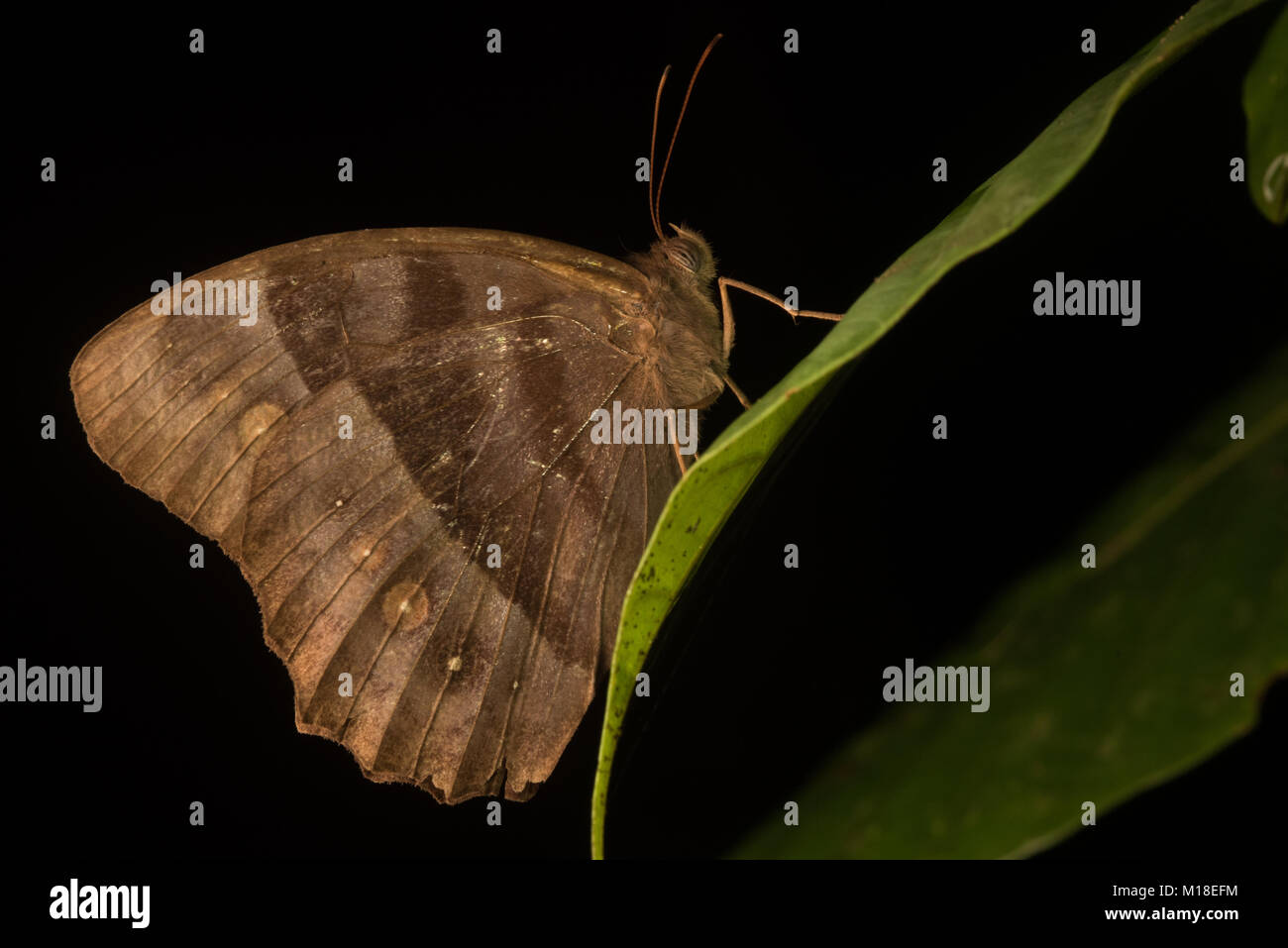 Alcune specie di lepidotteri ontop seduta di una foglia nella giungla della Colombia. Foto Stock