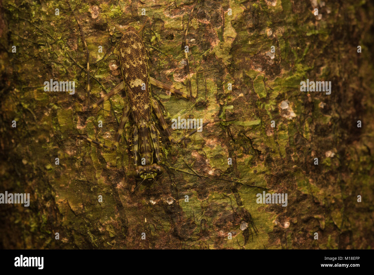Un lichen mantis mimetizzata contro un mossy tronco di albero. Quasi impossibile da vedere ma la sua vi. Foto Stock