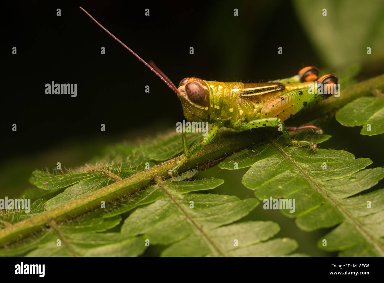 Una sorta di piccolo e vivacemente colorato grasshopper dall'Amazzonia colombiana. Probabilmente una specie Pseudonautia. Foto Stock
