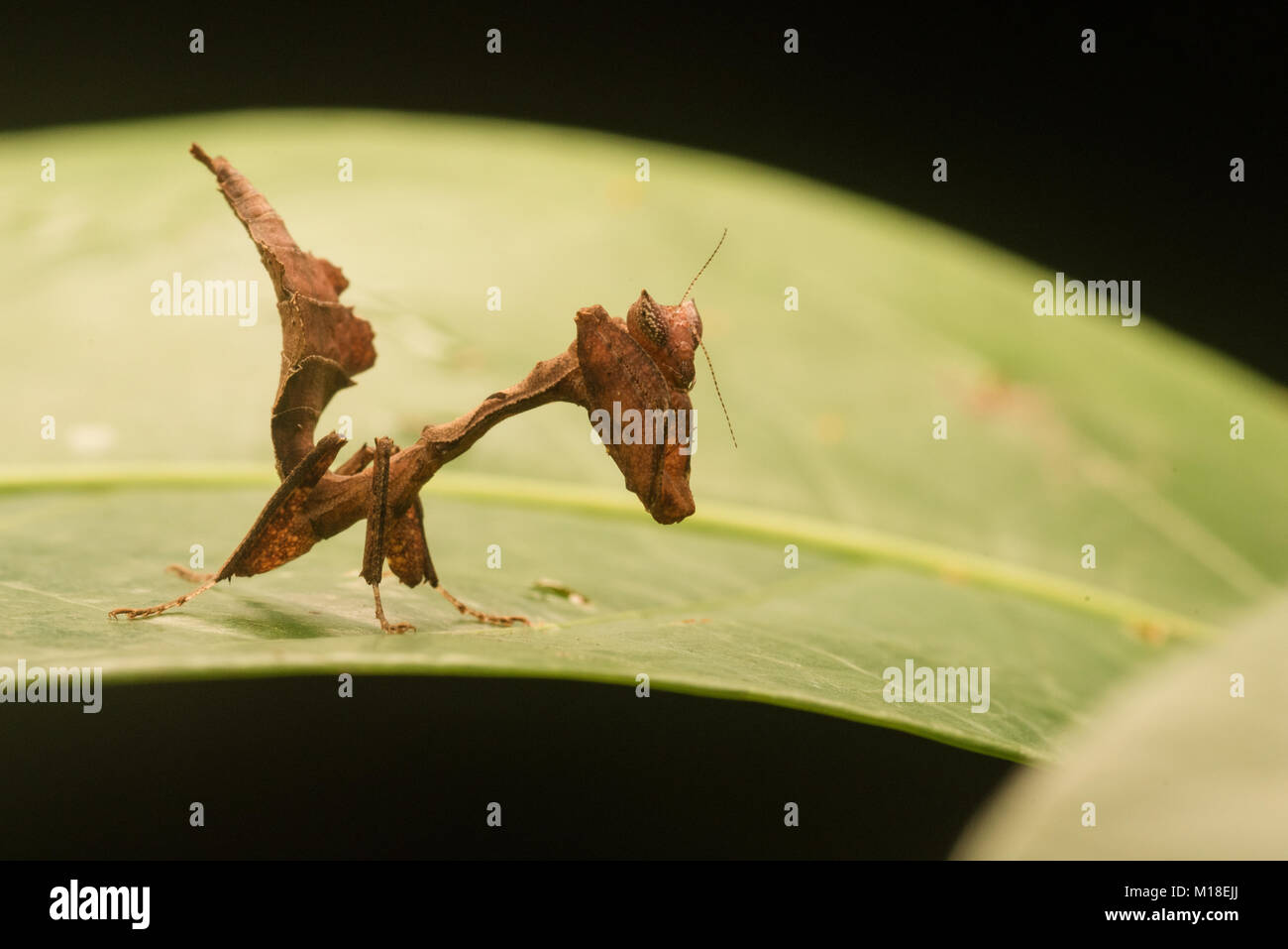 Una piccola foglia giovanile mimare mantis Acanthops (sp) dalla giungla amazzonica. Foto Stock