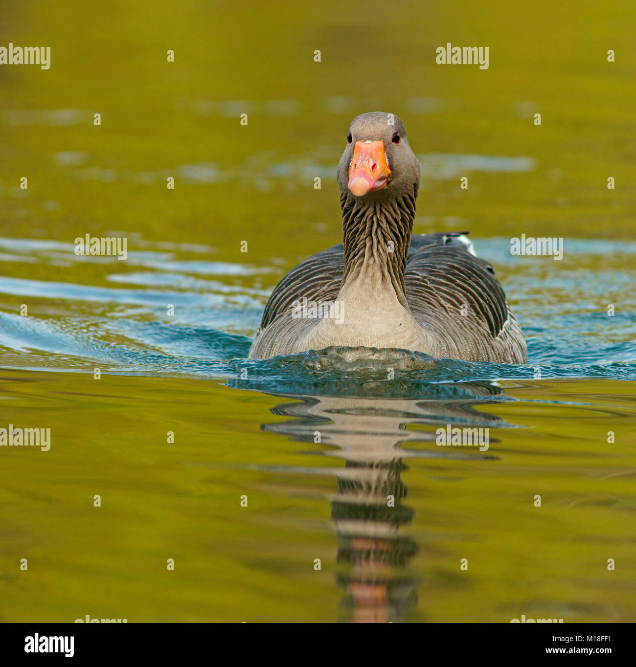 Graylag goose (Anser anser) in acqua,Hesse,Germania Foto Stock