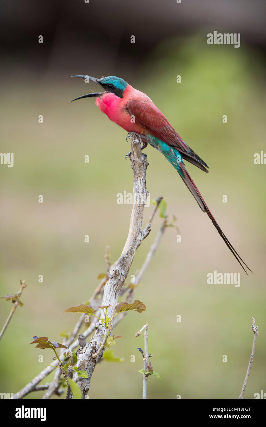 Southern carmine Gruccione (Merops nubicoides) si siede sul ramo,chiamando,Savuti,Chobe National Park,Chobe District,Botswana Foto Stock