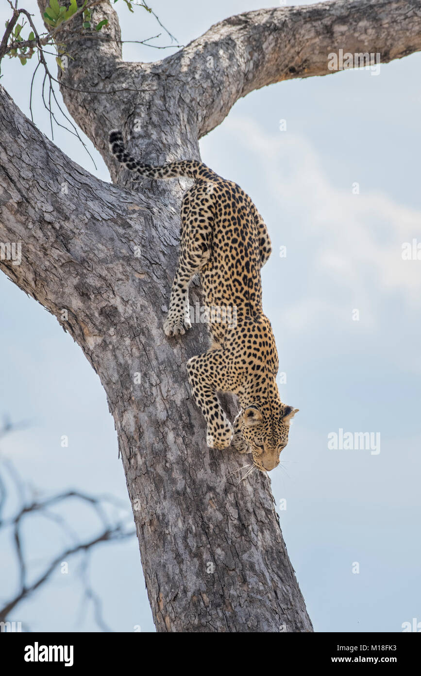 Leopard (Panthera pardus) si arrampica da un albero,Peter Pan,Savuti,Chobe National Park,Chobe District,Botswana Foto Stock