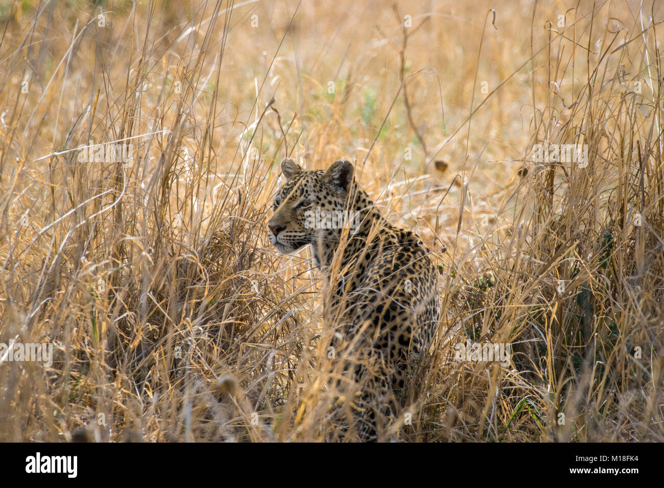 Leopard (Panthera pardus) in erba alta,Peter Pan,Savuti,Chobe National Park,Chobe District,Botswana Foto Stock