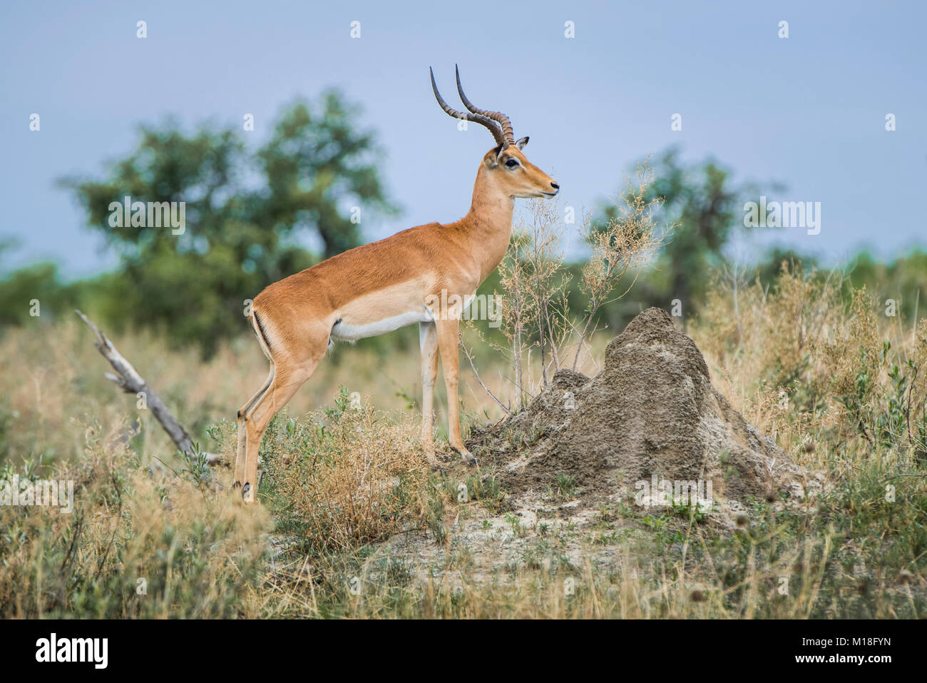 Impala (Aepyceros melampus),buck sulla lookout,Peter Pan,Savuti,Chobe National Park,Chobe District,Botswana Foto Stock