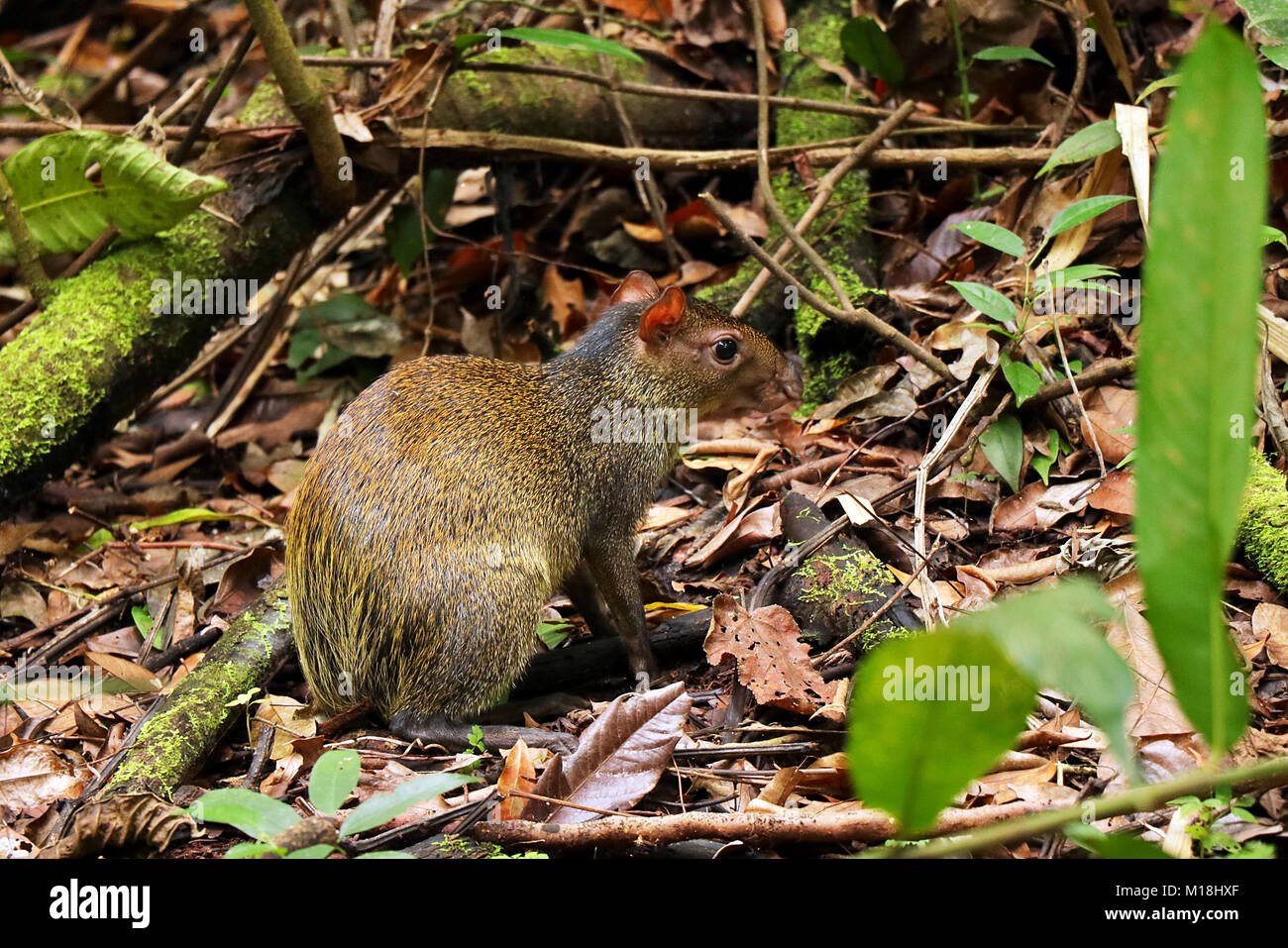 America centrale (agouti Dasyprocta punctata) foraggio sul pavimento della giungla nel Parco Nazionale di Manuel Antonio, Costa Rica Foto Stock
