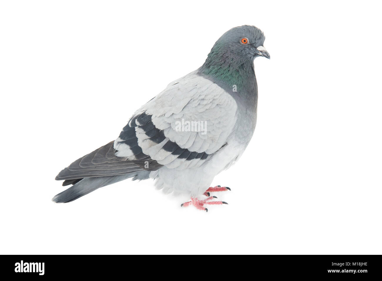 Corpo pieno di homing pigeon bird isolato sfondo bianco Foto Stock