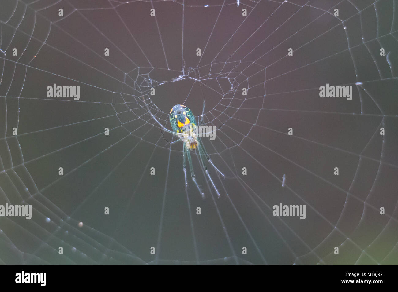 Colorato Mabel Orchard Orbweaver (Leucauge argyrobapta) sul web in Loxahatchee Riverbend Park, Giove Fattorie, Palm Beach County, Florida, Stati Uniti d'America Foto Stock