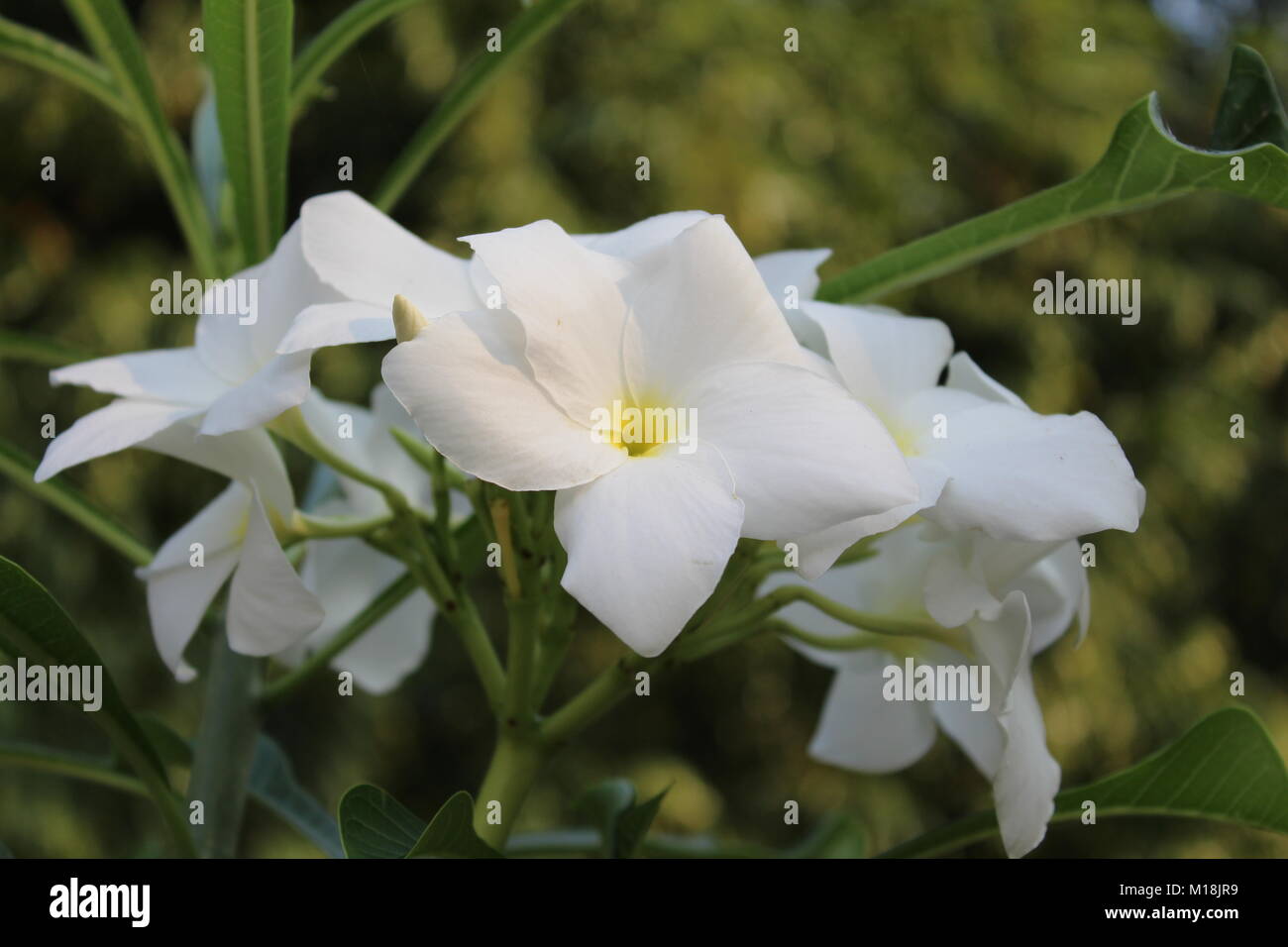 Bella bianco Gardenia volkensii fiore Foto Stock