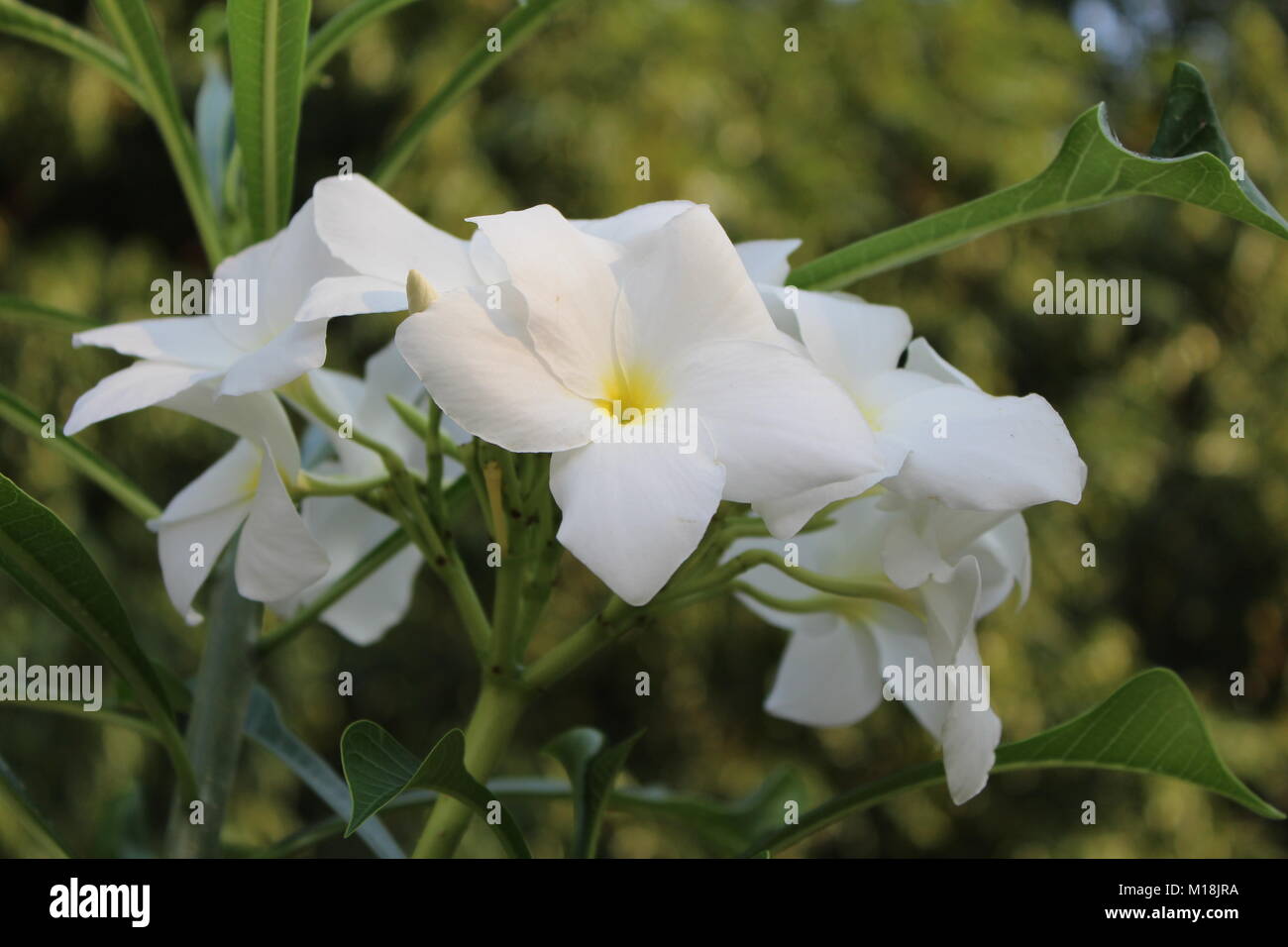 Bella bianco Gardenia volkensii fiore Foto Stock