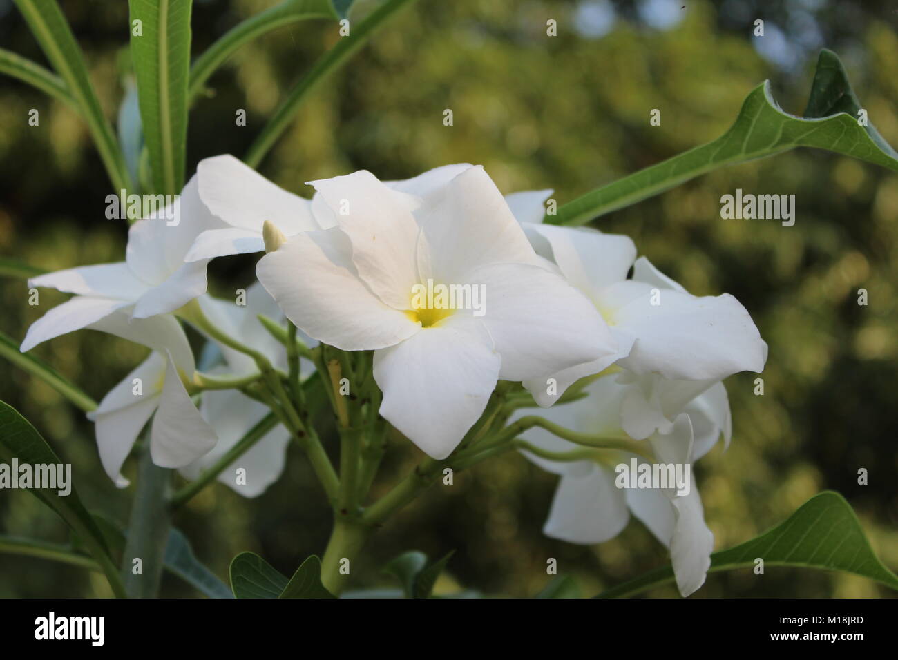 Bella bianco Gardenia volkensii fiore Foto Stock