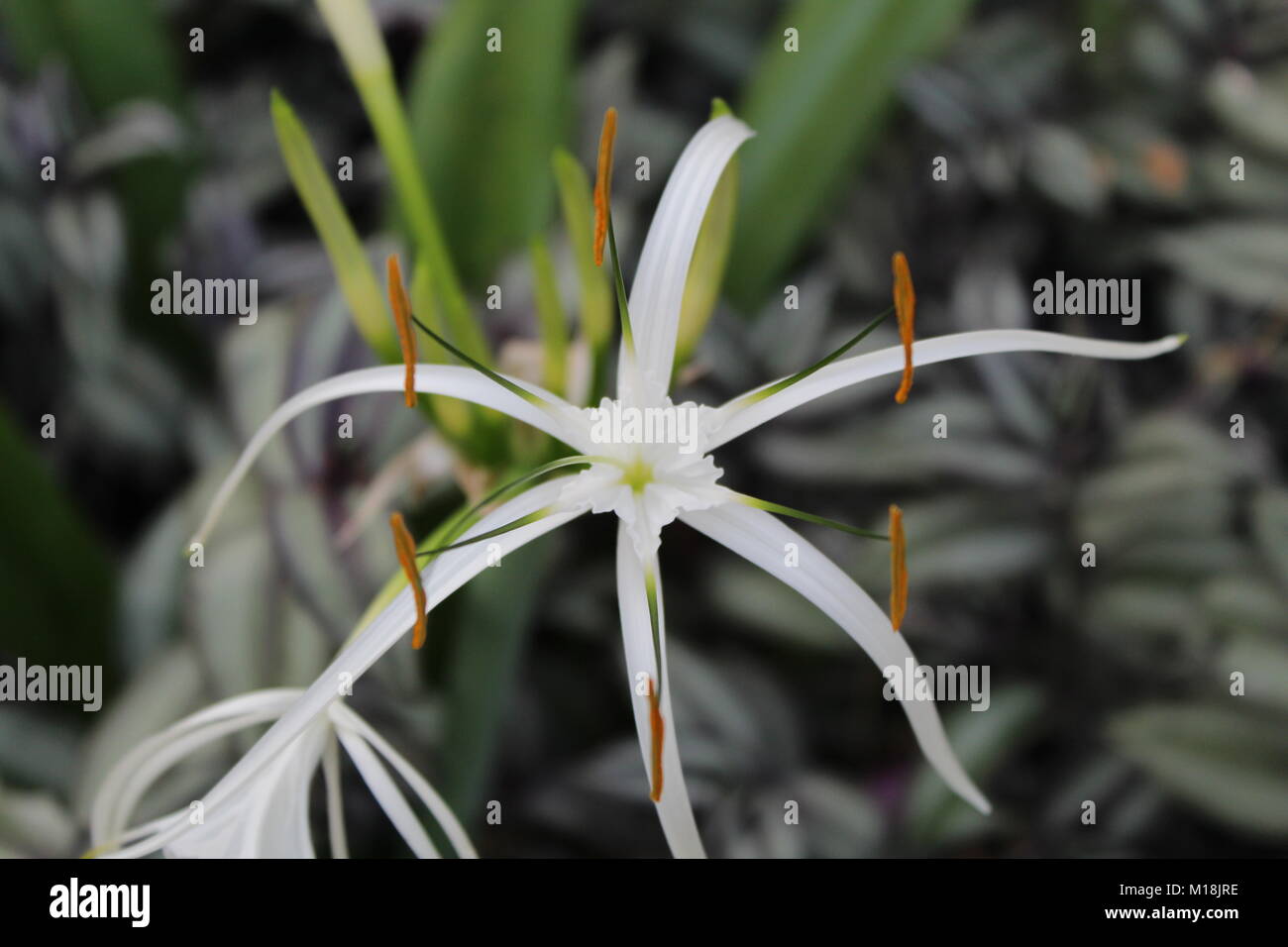 Bella bianca Spider Lily (hymenocallis littoralis) Foto Stock