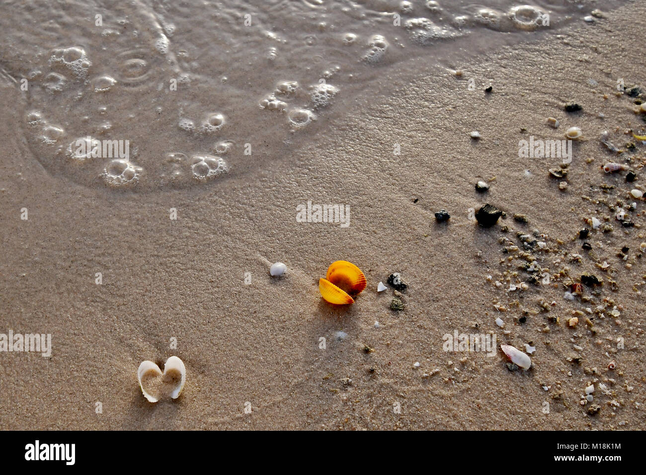 Conchiglie di mare, e lei la vita sulla spiaggia al tramonto Foto Stock