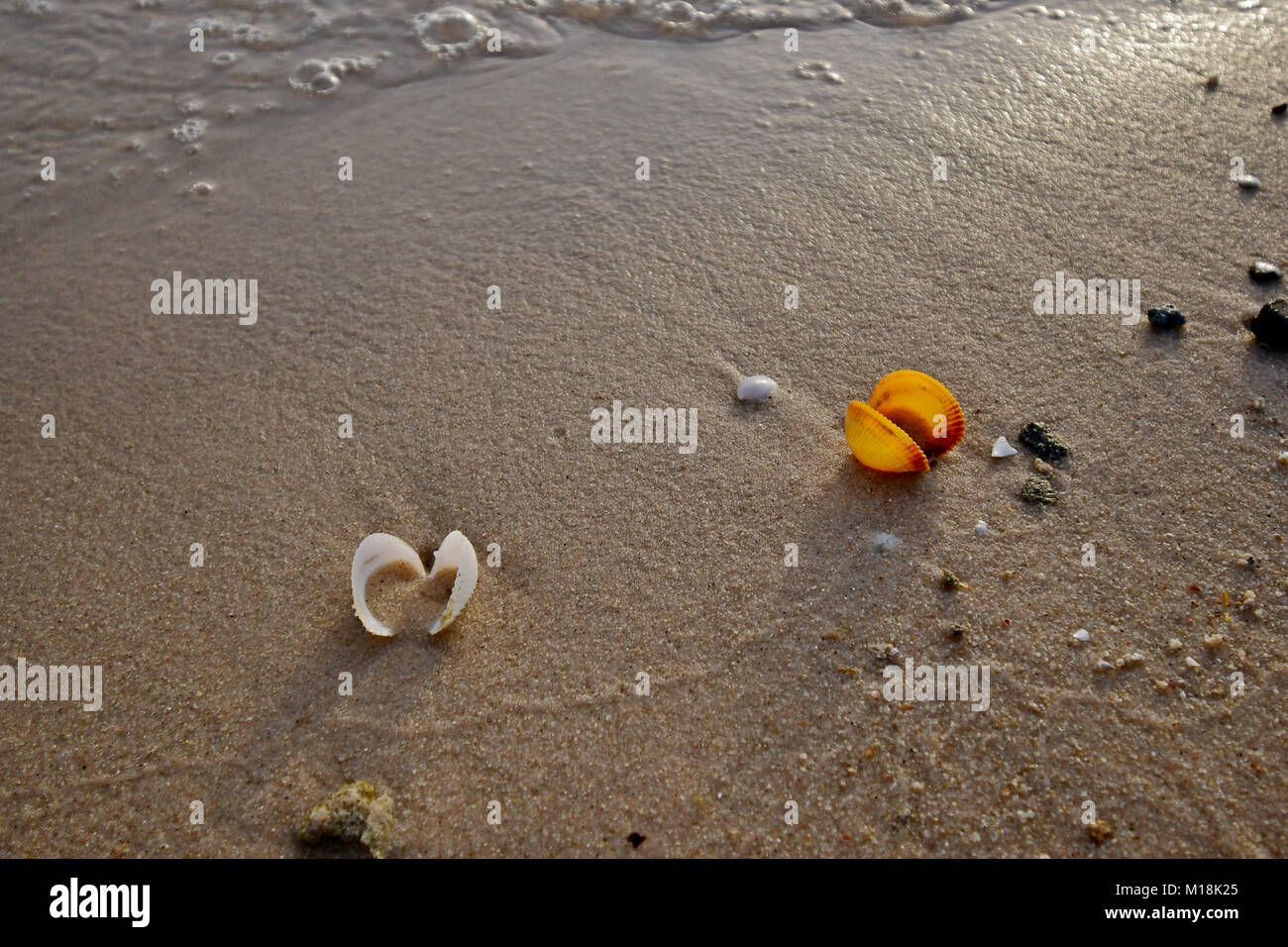 Conchiglie di mare, e lei la vita sulla spiaggia al tramonto Foto Stock