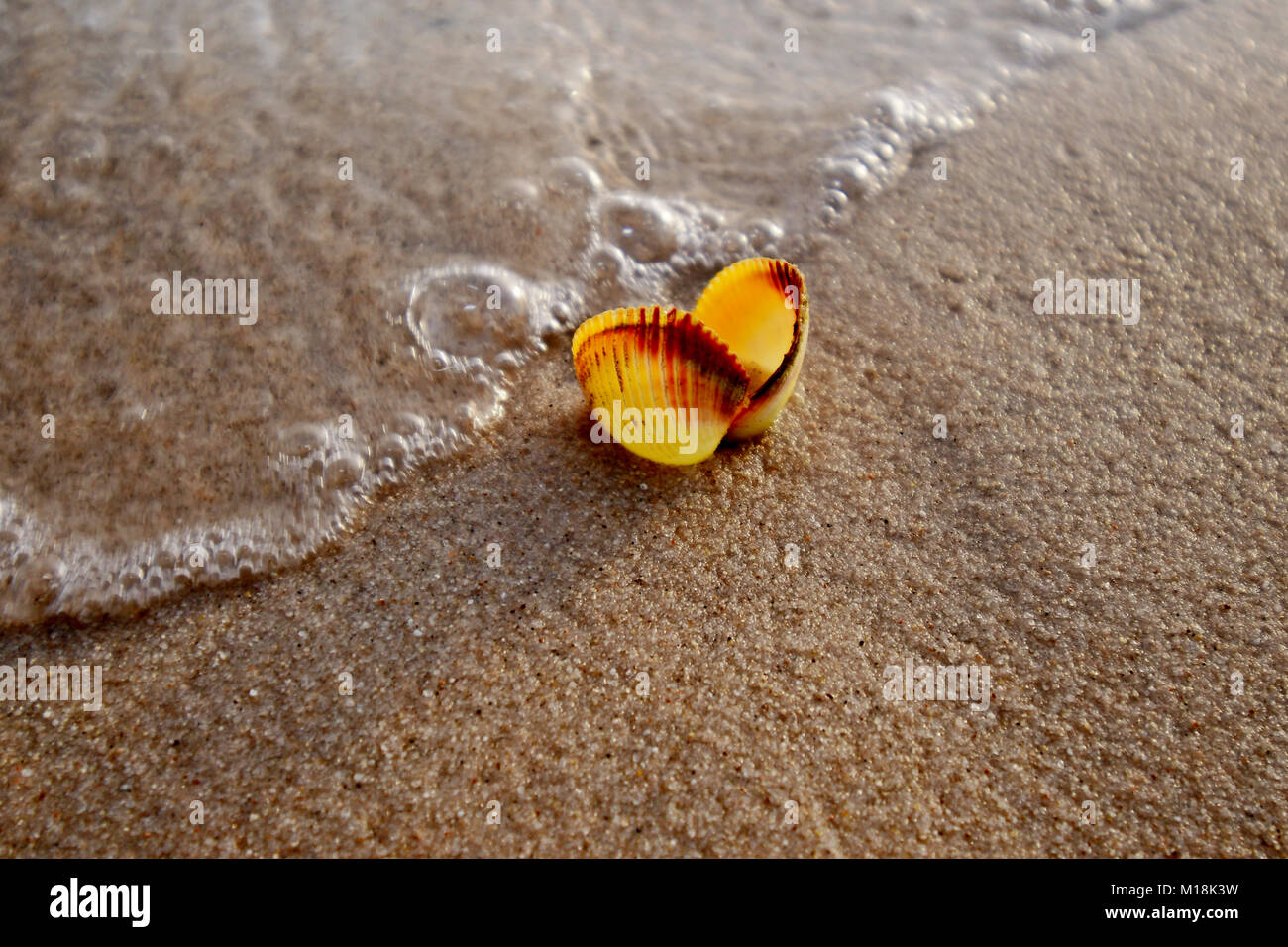 Conchiglie di mare, e lei la vita sulla spiaggia al tramonto Foto Stock