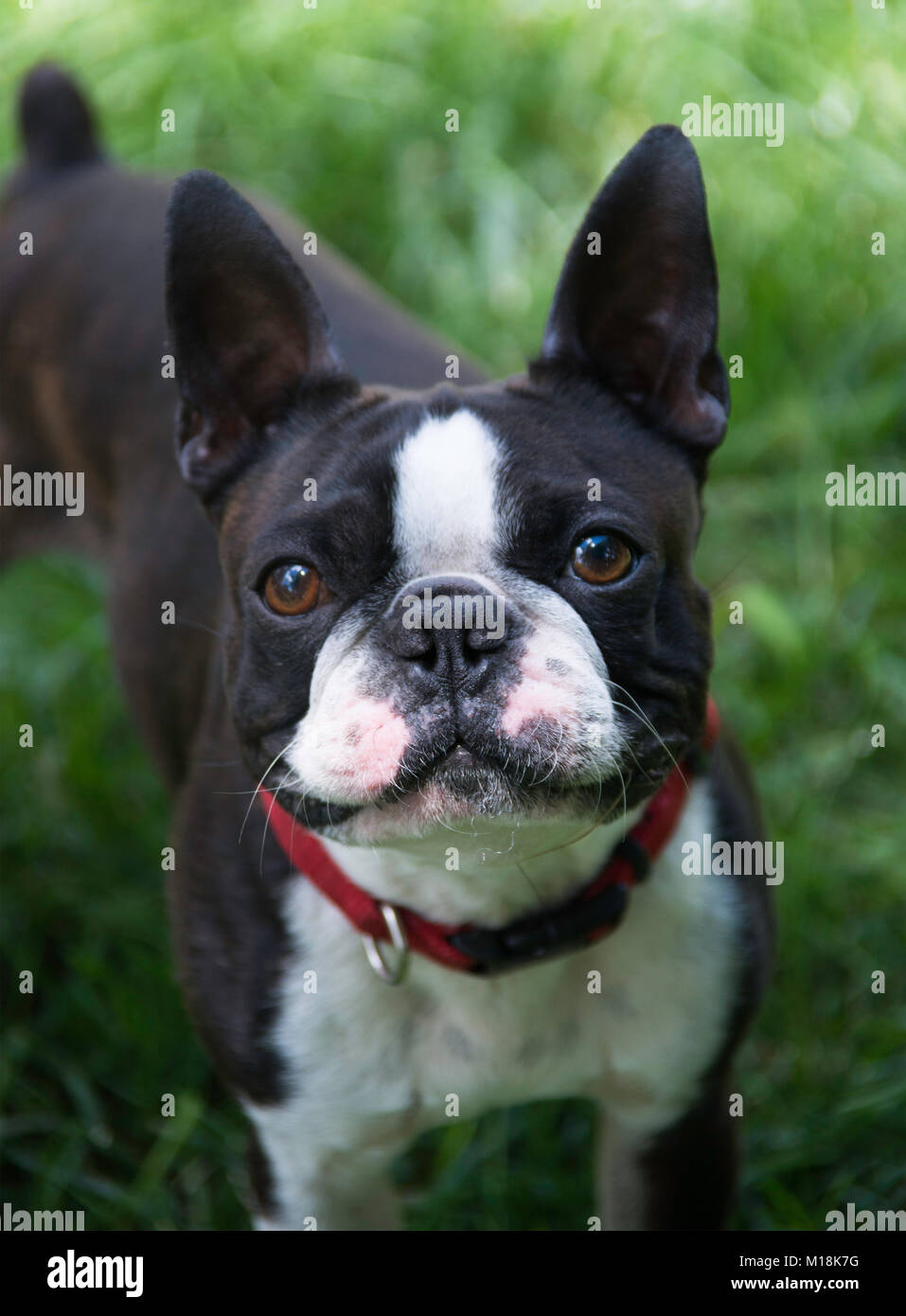 Espressivo Boston Terrier Foto Stock