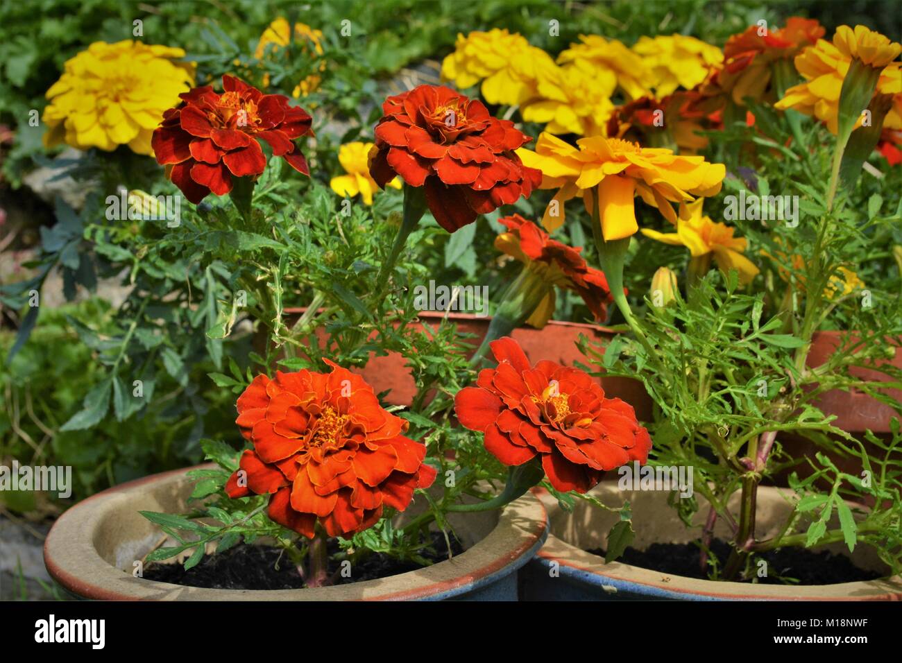 Il francese calendula fiori di colore giallo e rosso, in vasi di fiori Foto Stock