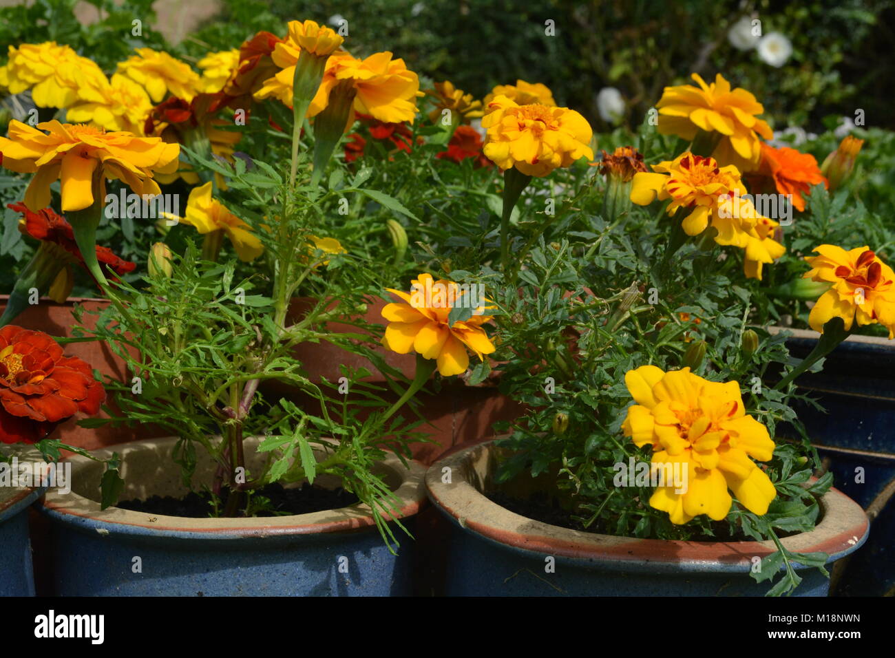 Il francese calendula fiori di colore giallo e rosso, in vasi di fiori Foto Stock