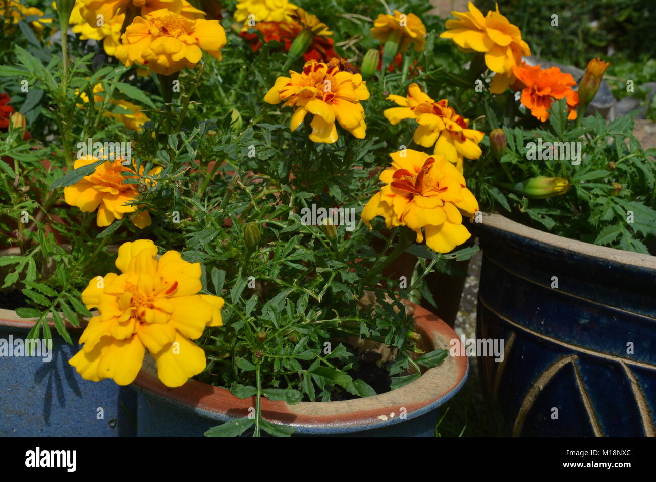 Il francese calendula fiori di colore giallo e rosso, in vasi di fiori Foto Stock