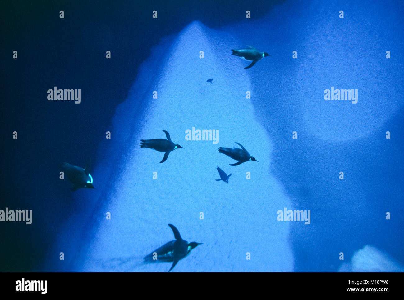Pinguini imperatore nuoto subacqueo, Scotto Ice Shelf, Mare di Weddell, Antartide. Foto Stock