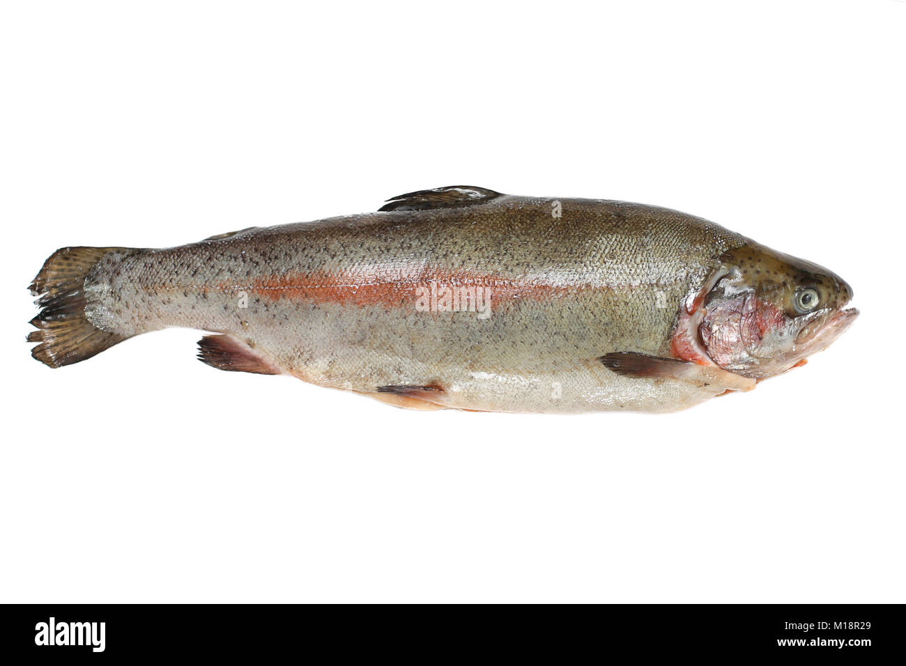 Trota pesce contenente omega-3 isolato su bianco Foto Stock