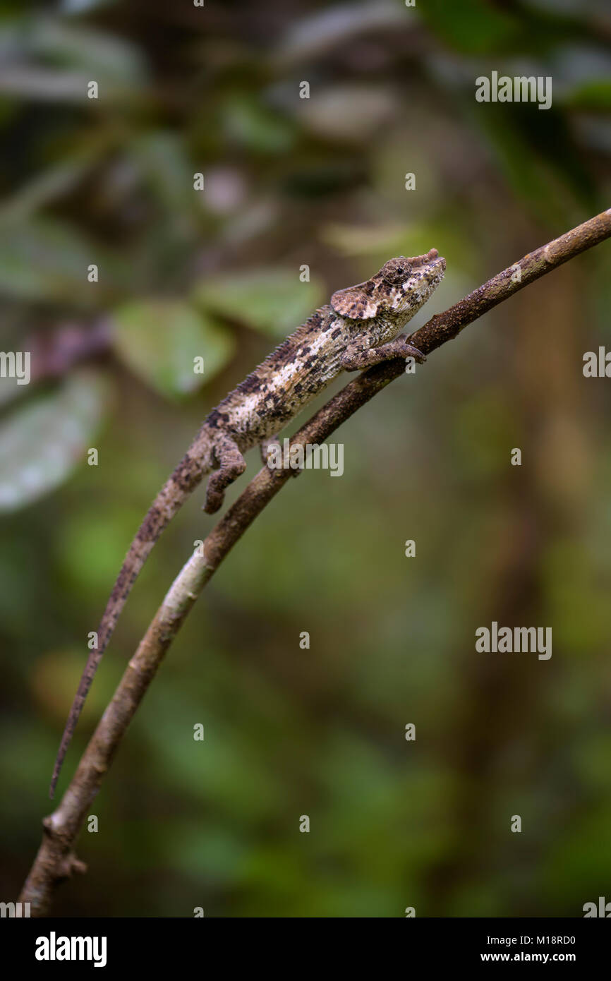 Corto-cornuto Camaleonte - Calumma brevicorne, Madagascar foresta di pioggia. Bella lucertola colorata. A orecchio di elefante. Foto Stock