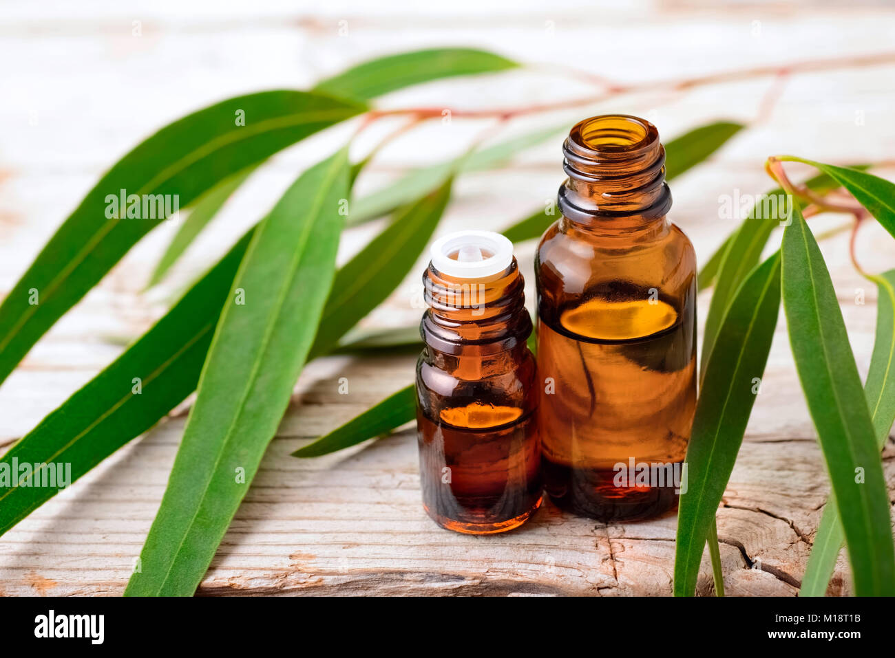 Eucalipto olio essenziale e fresche foglie di eucalipto sul tavolo Foto Stock
