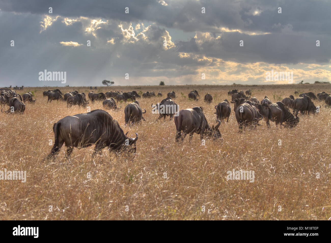 Africa animale Foto Stock