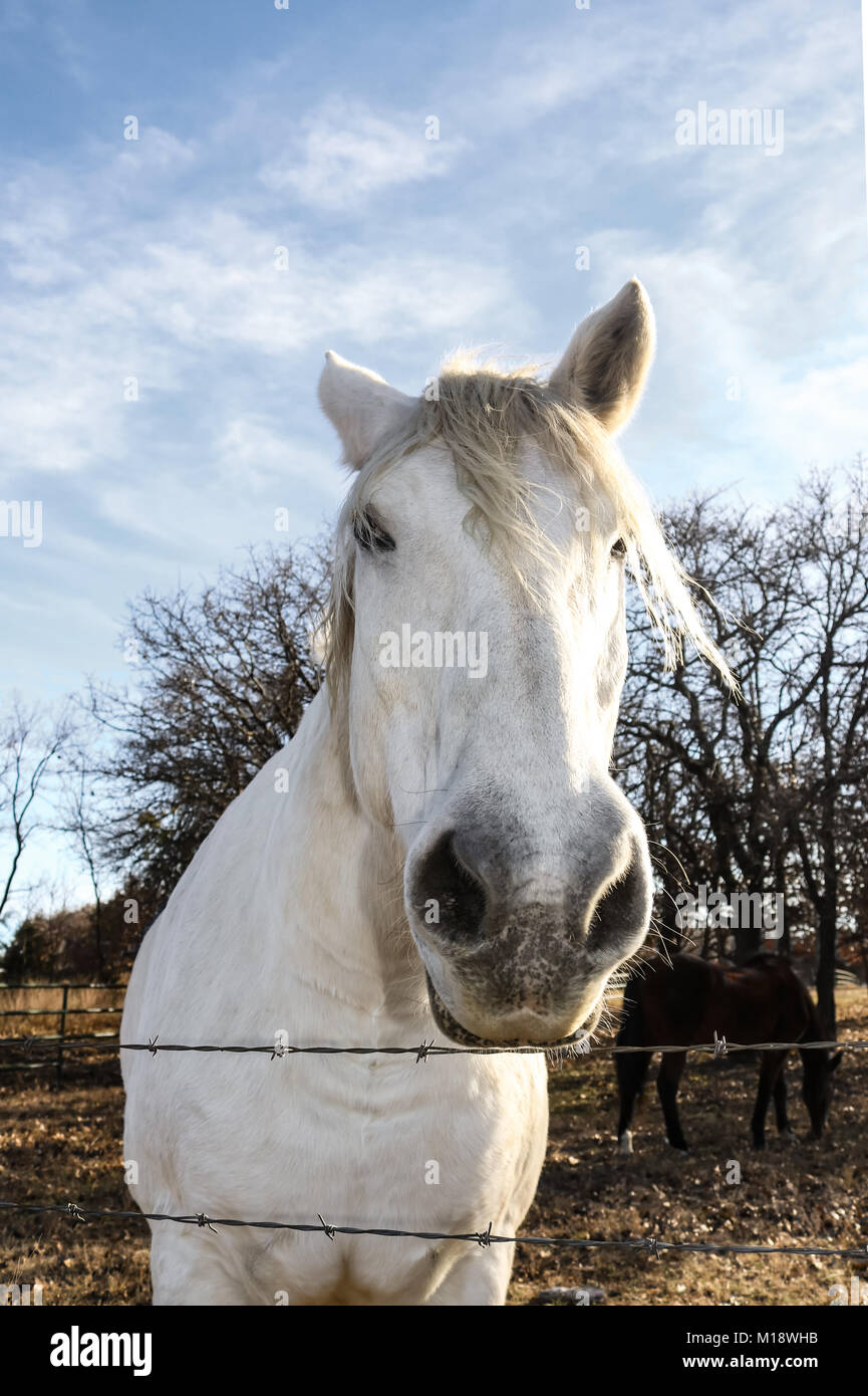 White Horse guardando oltre il recinto di filo spinato da angolazione inusuale con naso grande e testa forshortened con la Dark Horse e alberi in background Foto Stock