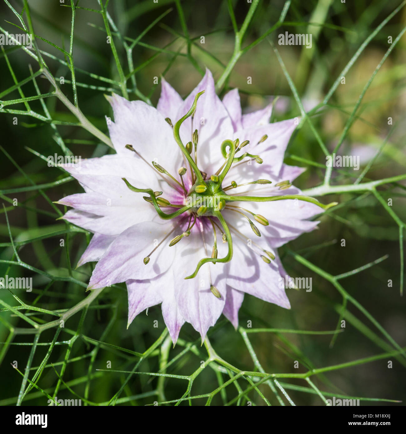 Una macro shot di nigella bloom. Foto Stock