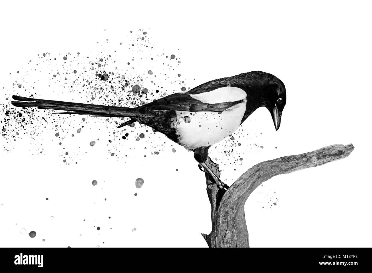 In bianco e nero di uccelli e di verniciatura a spruzzo Foto Stock