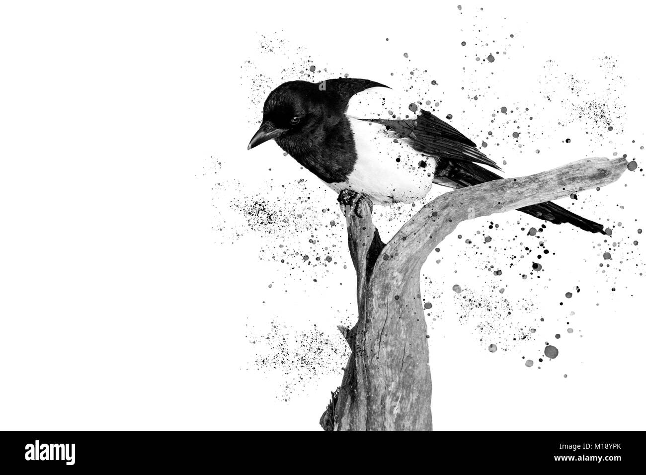 Bianco e nero bella bird e spray Foto Stock