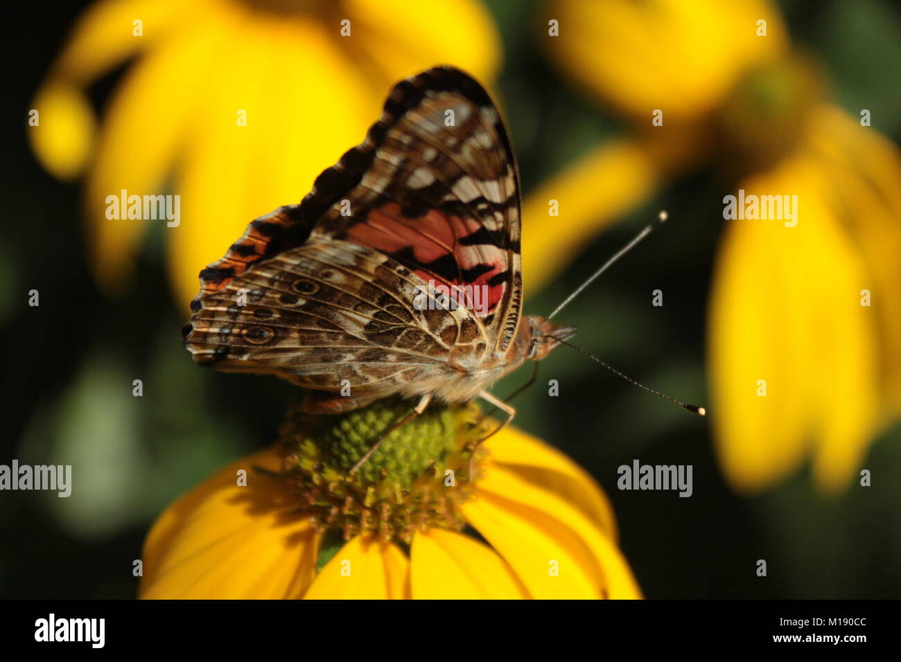 Un gregge di dipinto Lady Farfalle ha mostrato uno agosto per alimentare il nettare dal mio grande stand di Cono giallo fiori. Foto Stock