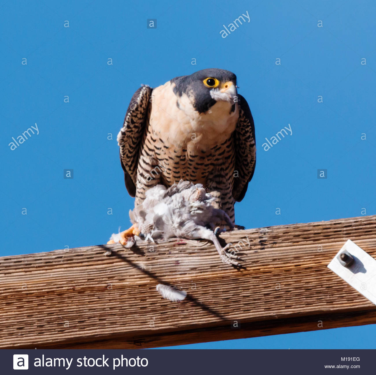 Falco Pellegrino Falco Peregrinus Mangiare Piccolo Uccello