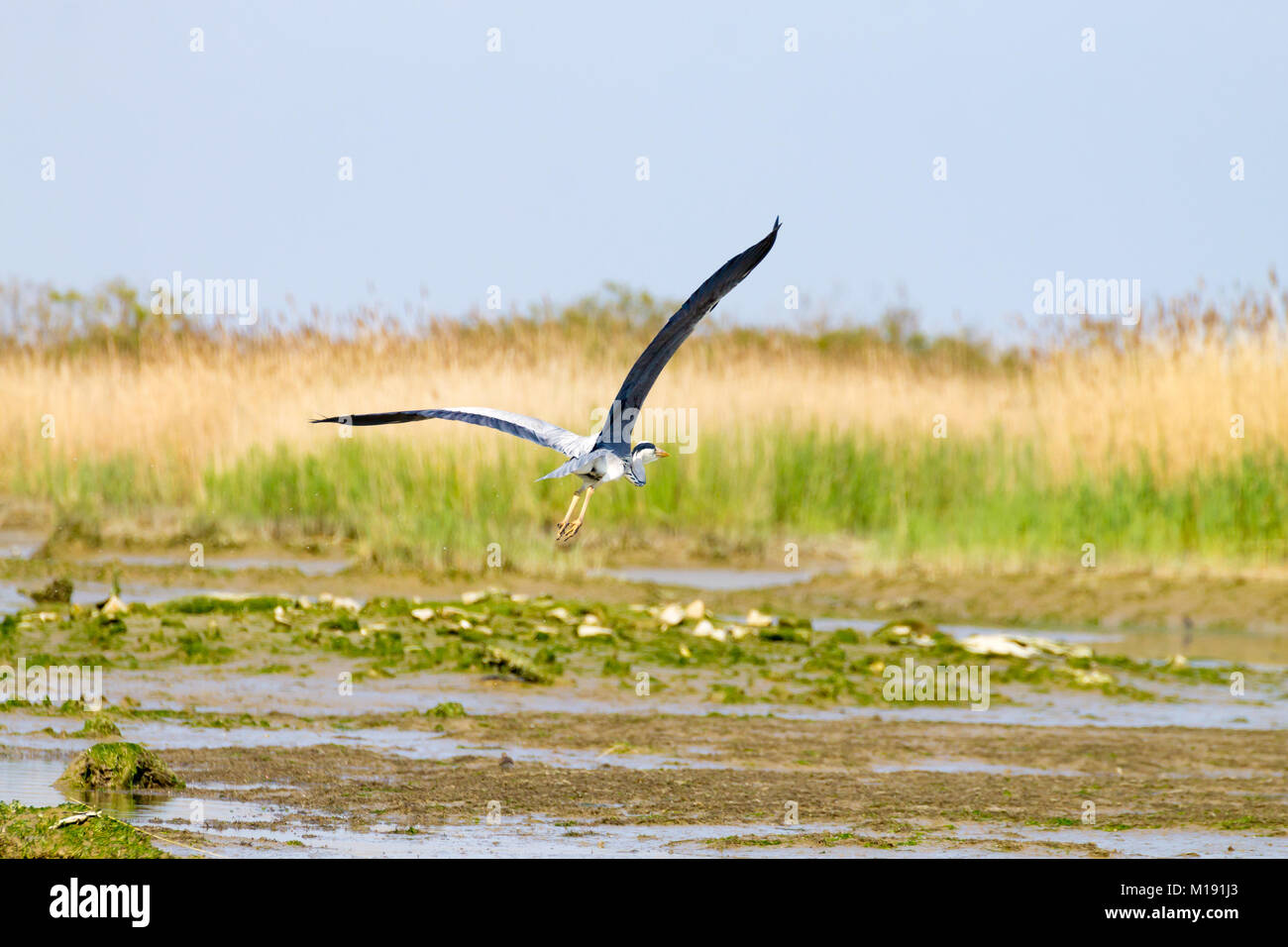 Airone cenerino all'interno di fiume Po laguna, paesaggio italiano. Natura Foto Stock